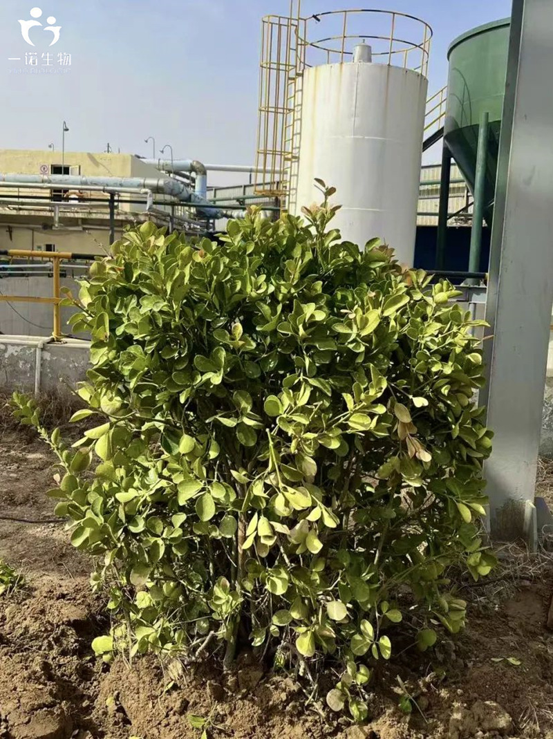 山東地區(qū)企業(yè)環(huán)保行動,綠色化工發(fā)展理念,生物質(zhì)材料